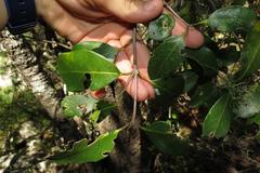 Apodytes dimidiata dimidiata