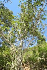 Apodytes dimidiata dimidiata