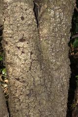 Apodytes dimidiata dimidiata