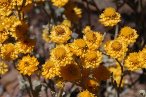 Helichrysum acrophilum observed 2014-02-10