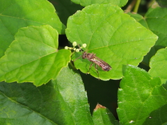 Ropalidia hongkongensis