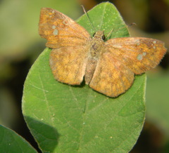 Pseudocoladenia dan
