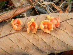 Garcinia gummi-gutta