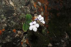 Streptocarpus meyeri