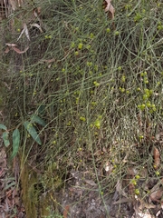 Leptomeria acida