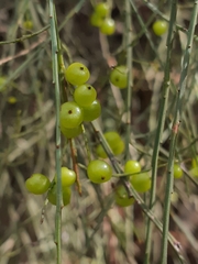 Leptomeria acida