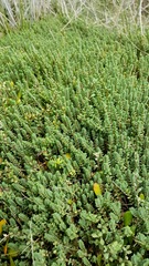 Pimelea urvilleana
