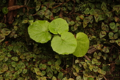 Pericallis malvifolia