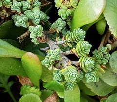 Pimelea urvilleana