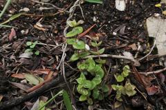 Crassula pellucida marginalis