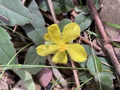 Hibbertia dentata
