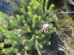 Leucadendron album