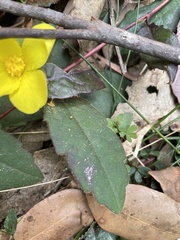 Hibbertia dentata