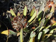 Leucadendron arcuatum
