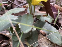 Hibbertia dentata