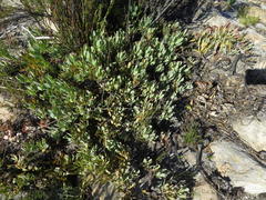Leucadendron arcuatum