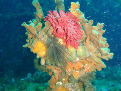 Melithaea rubra