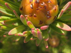 Leucadendron dregei