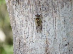 Diceroprocta marevagans