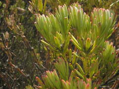 Leucadendron dregei