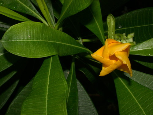 Cascabela ovata