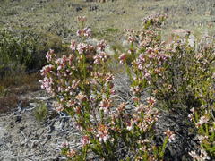 Erica verecunda