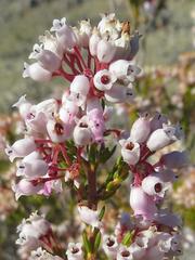 Erica verecunda