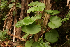 Pericallis malvifolia