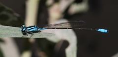 Acanthagrion quadratum