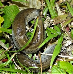 Urocyclus kirkii