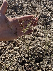 Cordylanthus nevinii