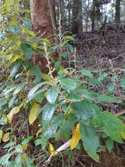 Astrotricha latifolia