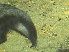Mellivora capensis capensis