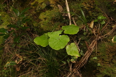 Pericallis malvifolia