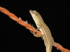 Anolis unilobatus