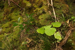 Pericallis malvifolia