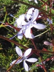 Prismatocarpus diffusus