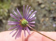 Felicia muricata muricata