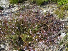 Prismatocarpus diffusus