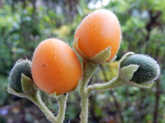 Solanum abutiloides