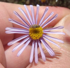 Felicia muricata muricata
