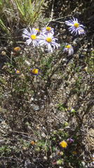 Felicia muricata muricata