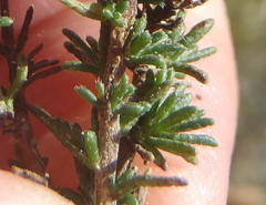 Felicia muricata muricata