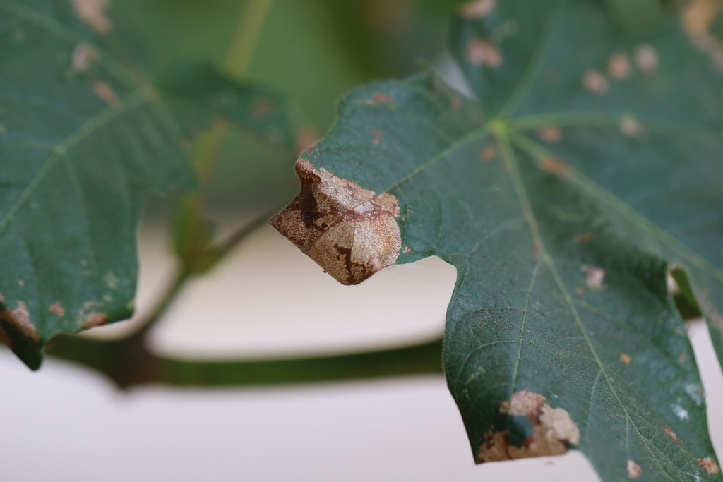 Caloptilia acerifoliella