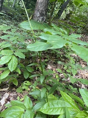 Melanthiaceae