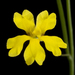 Goodenia pulchella - Photo (c) Kevin Thiele, some rights reserved (CC BY)