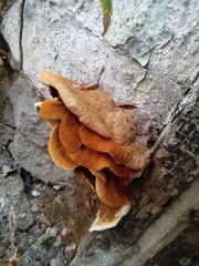 Fungi