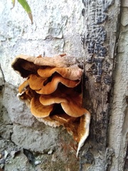 Fungi