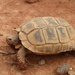 Chaco Tortoise - Photo (c) johi_abraham, some rights reserved (CC BY-NC)