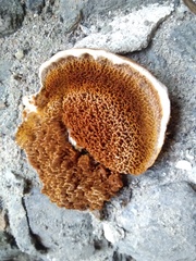 Fungi